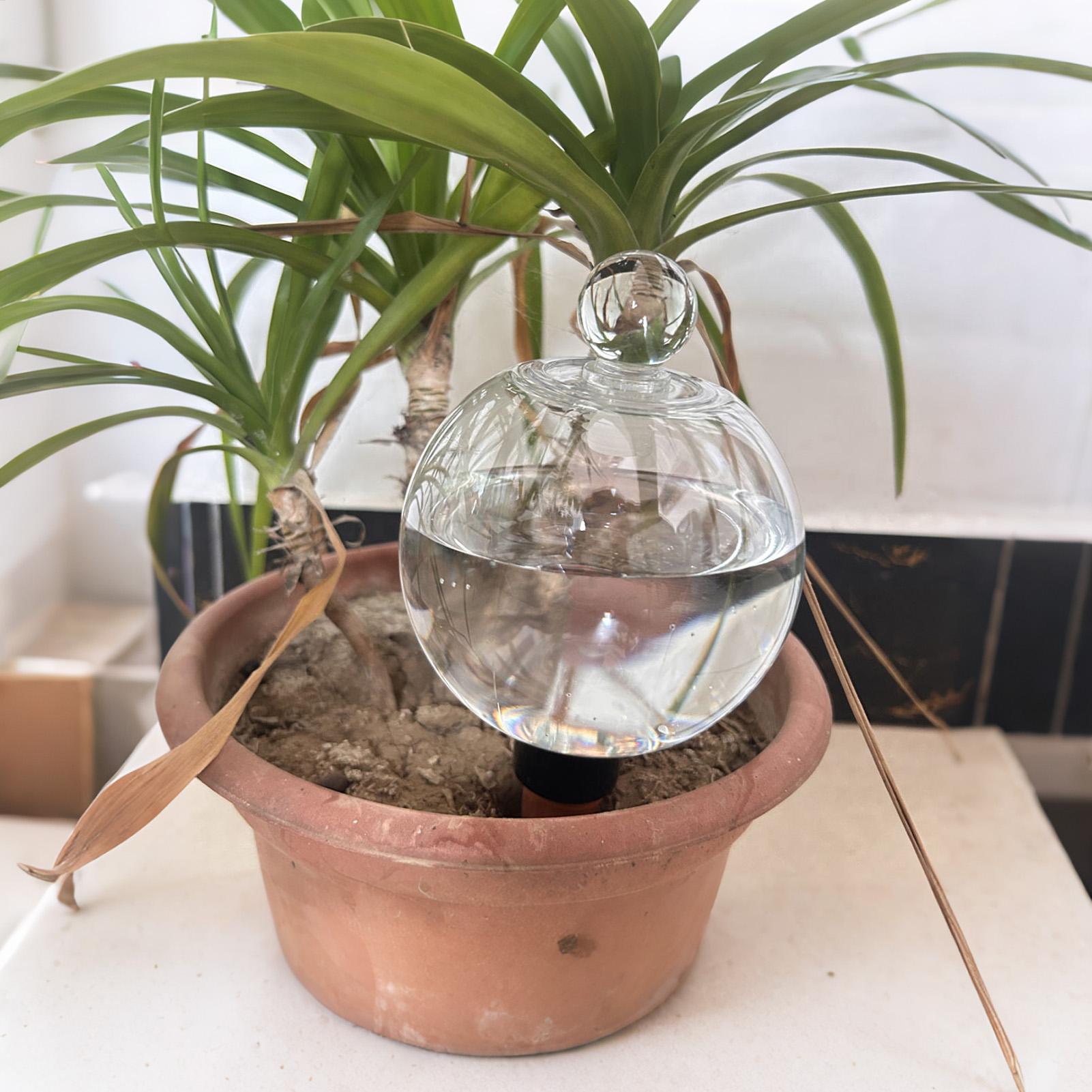 植物散水用ボール 4個入り 500ml 透明自動給水グローブ - Automatic Plant Waterer のレビューと価格