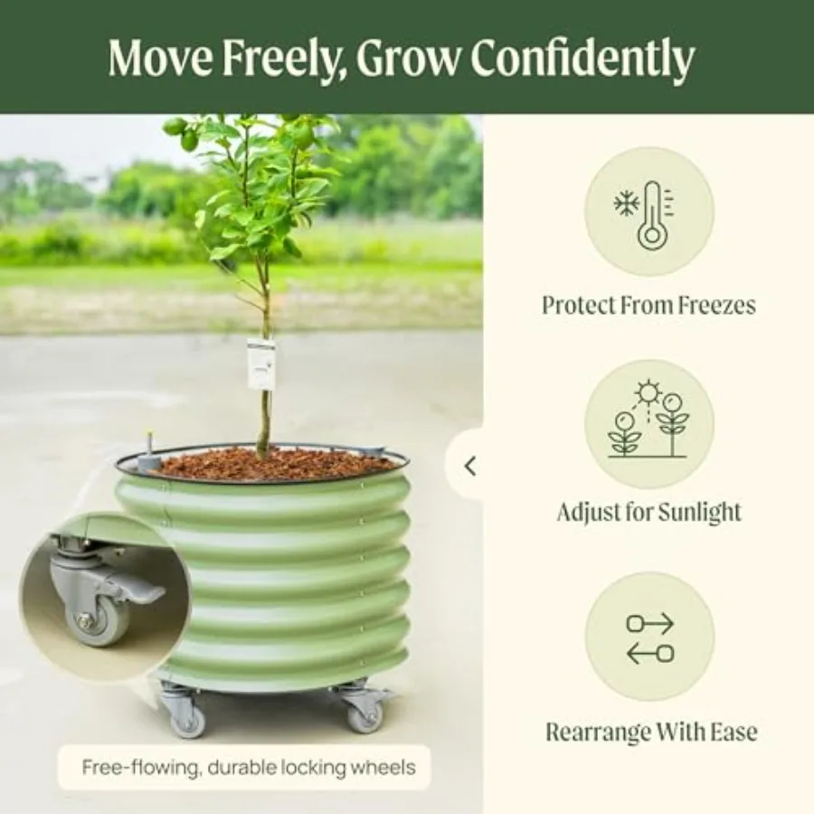 「ローリング・シトラス・ツリー・プランター Gen 3」：自 - Self-Watering Planter のレビューと価格